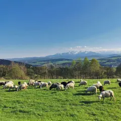 Bacówka Witów - Tradycyjne oscypki i wyjątkowe smaki Tatr