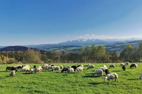 Bacówka Witów - Tradycyjne oscypki i wyjątkowe smaki Tatr