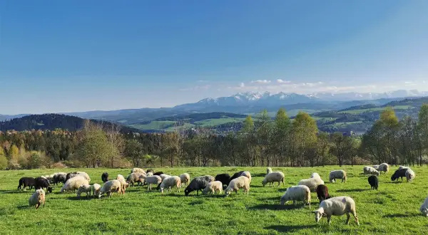 Bacówka Witów - Tradycyjne oscypki i wyjątkowe smaki Tatr